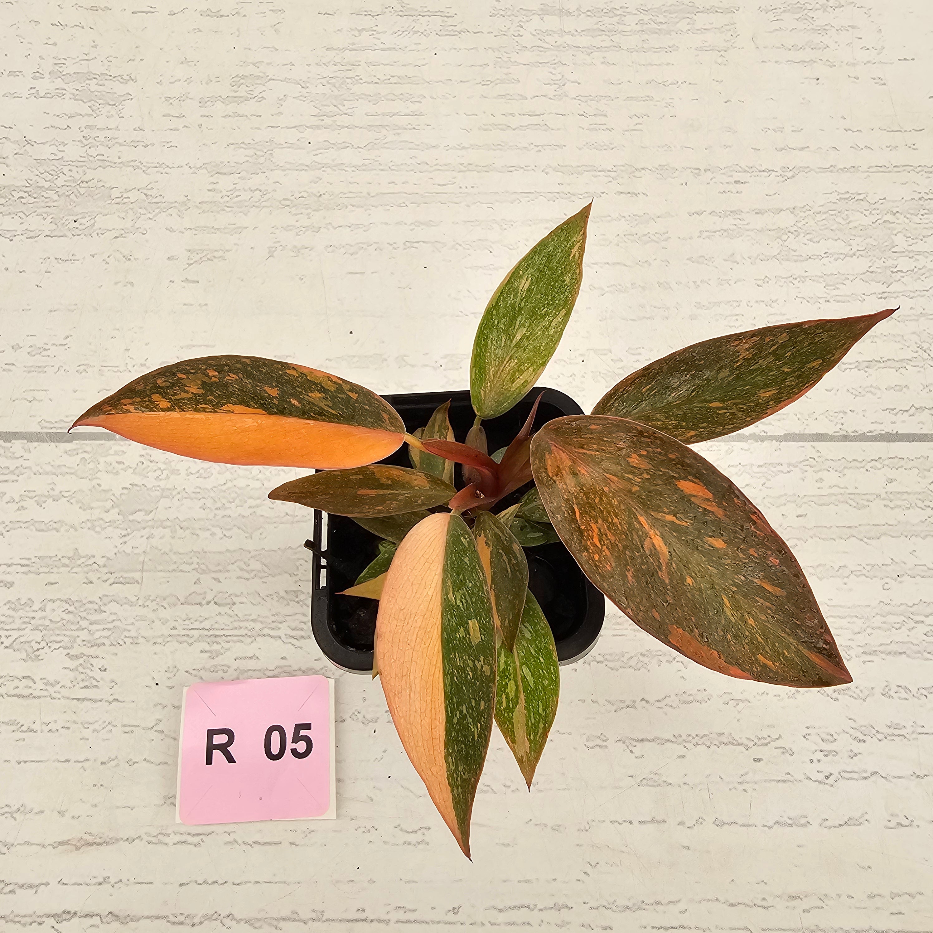 Philodendron 'Orange Princess' 70mm