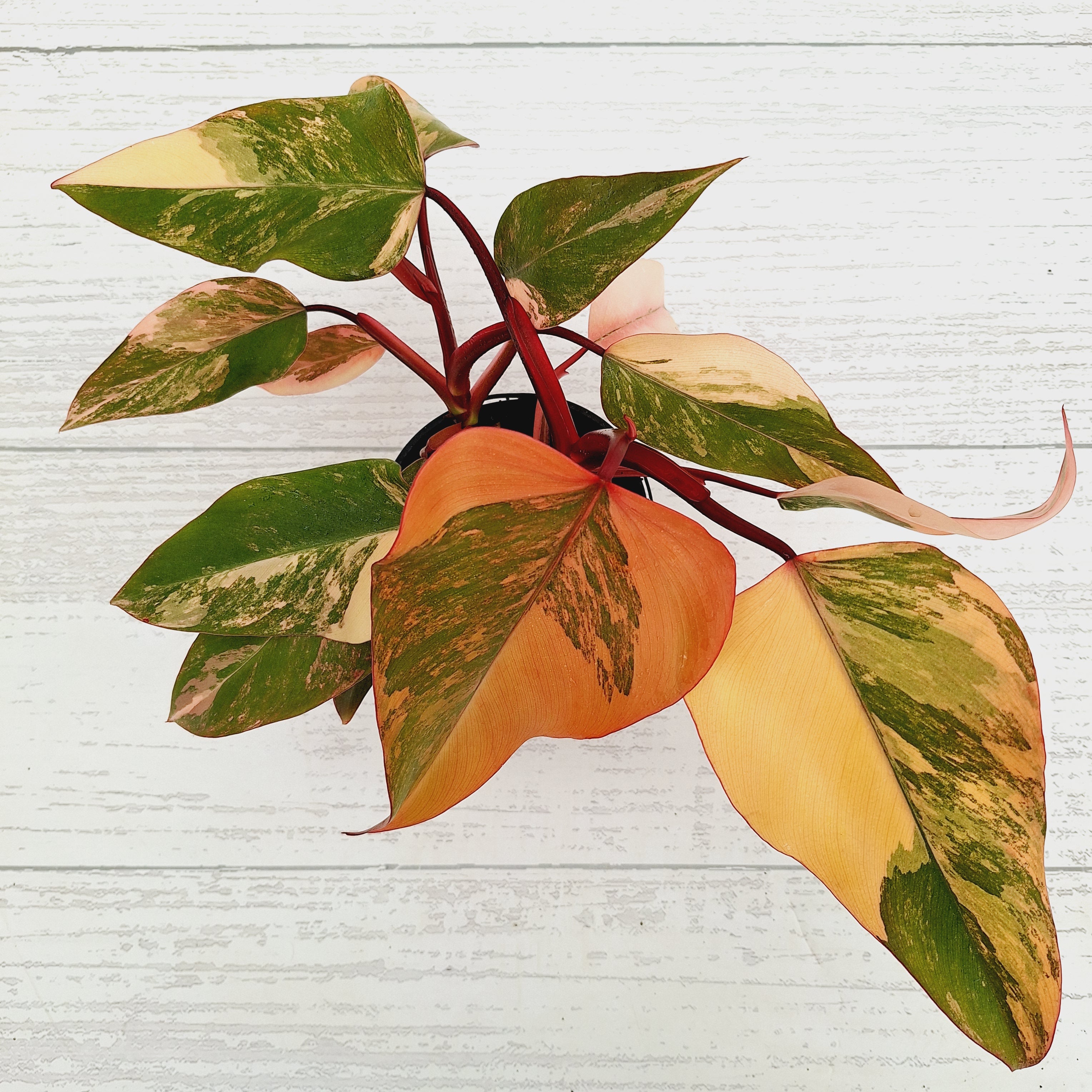 Philodendron erubescens Strawberry Shake