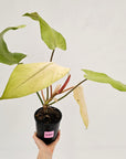 Philodendron  'Whipple Way' SALE