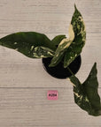 Alocasia ‘Simpo Albo’ Variegata - SALE