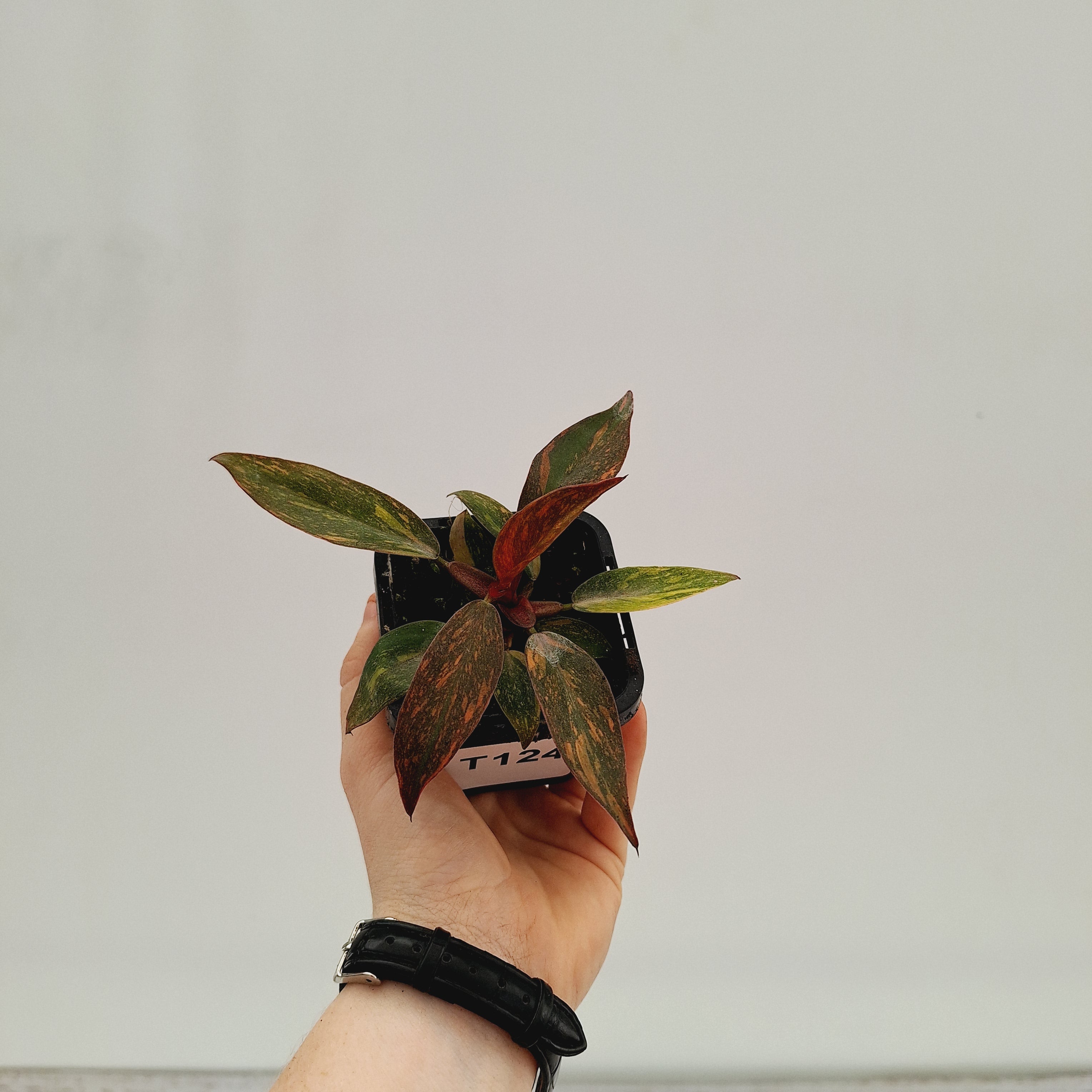 Philodendron &#39;Orange Princess&#39;