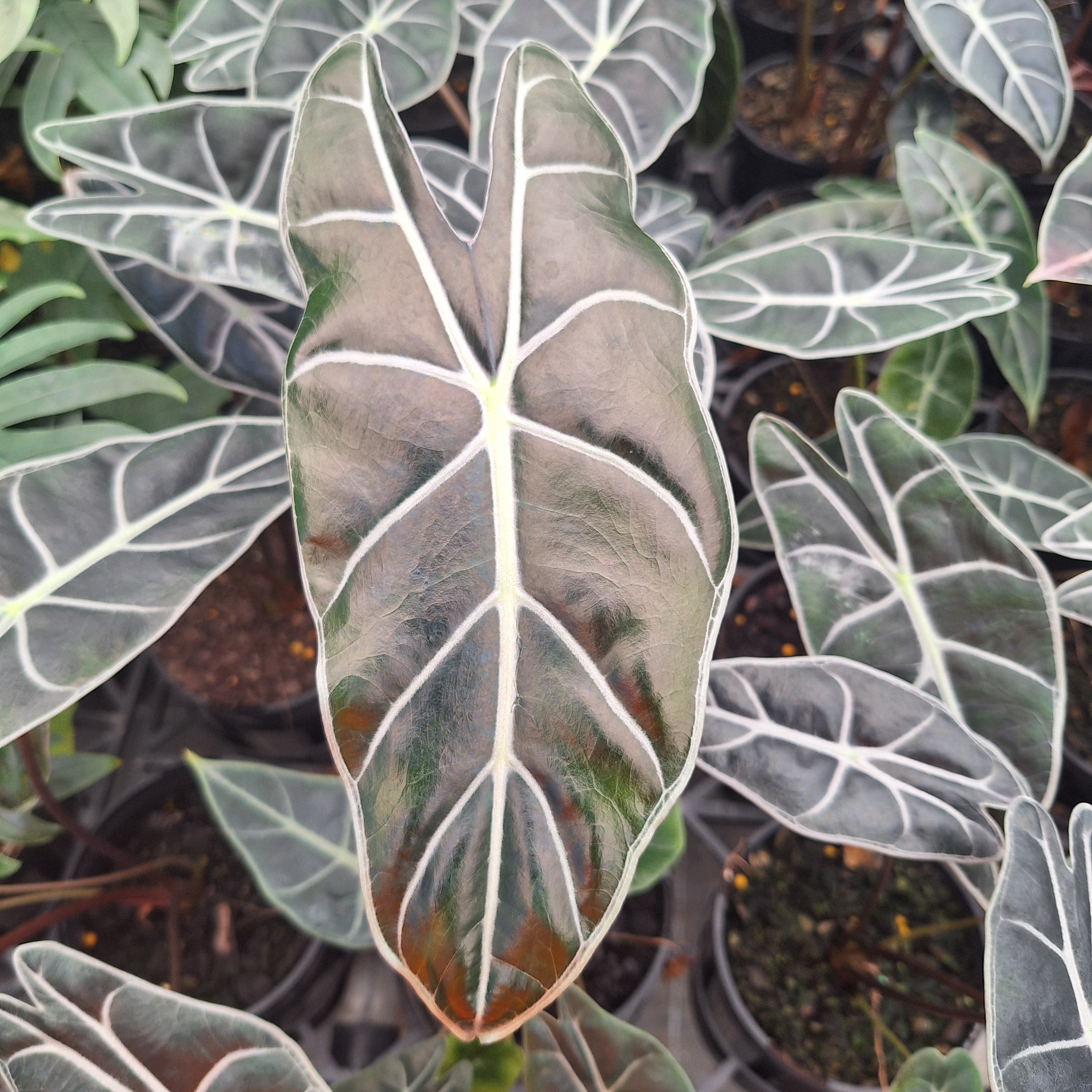 Alocasia  no ID