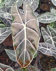 Alocasia  no ID