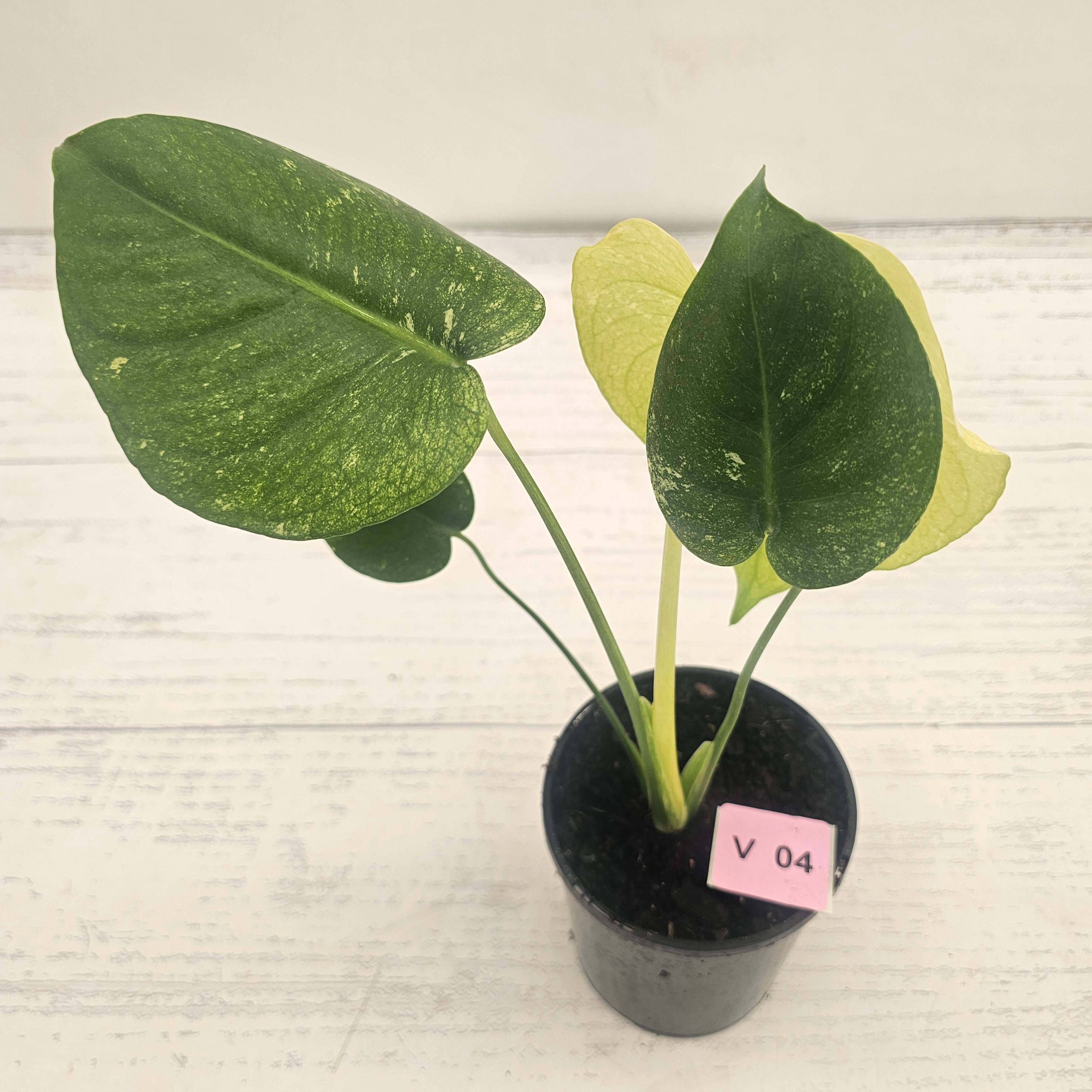 Monstera Deliciosa 'Mint'