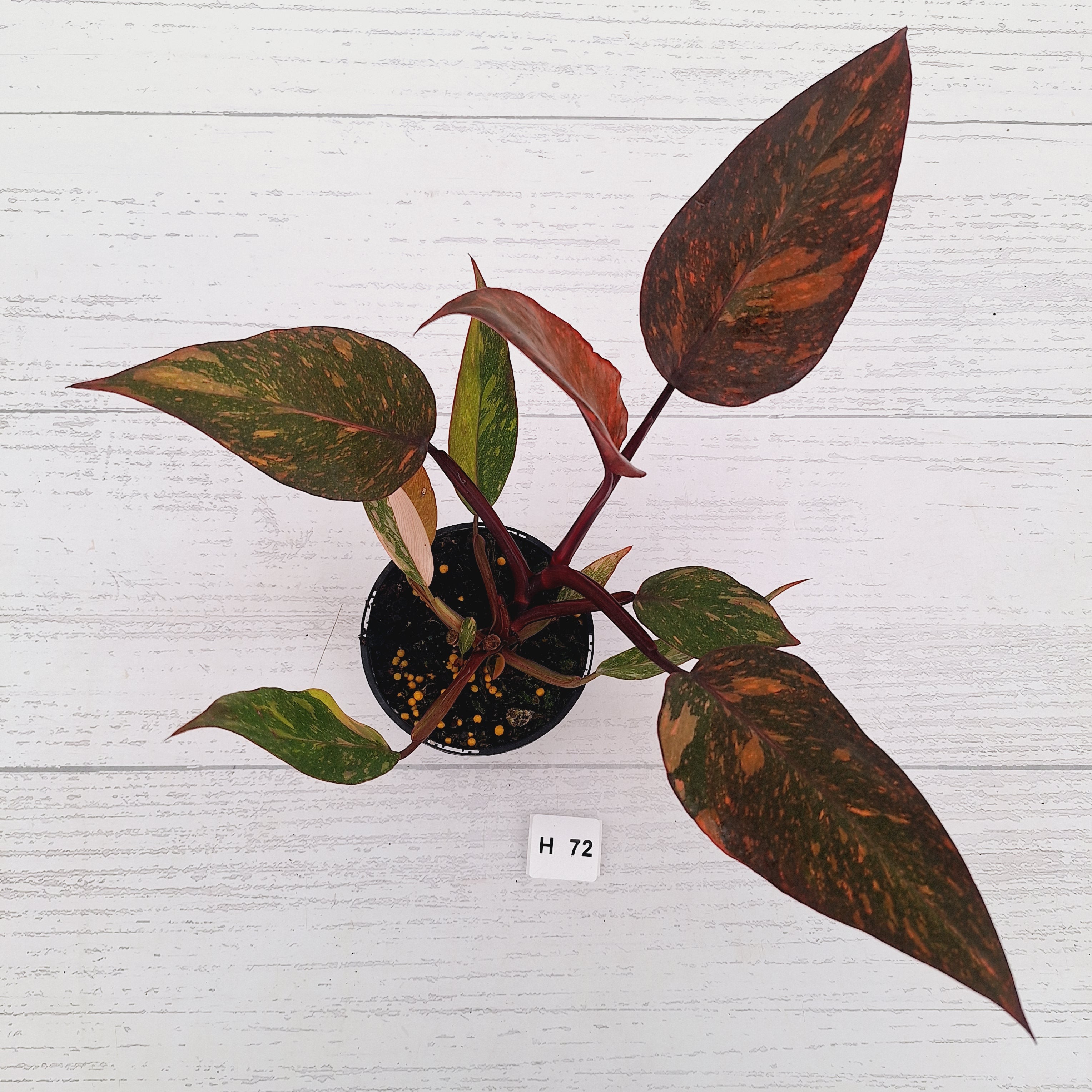 Philodendron 'Orange Princess' - FLASH SALE