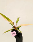 Philodendron serratum 'Caramel Marble' -flash sale