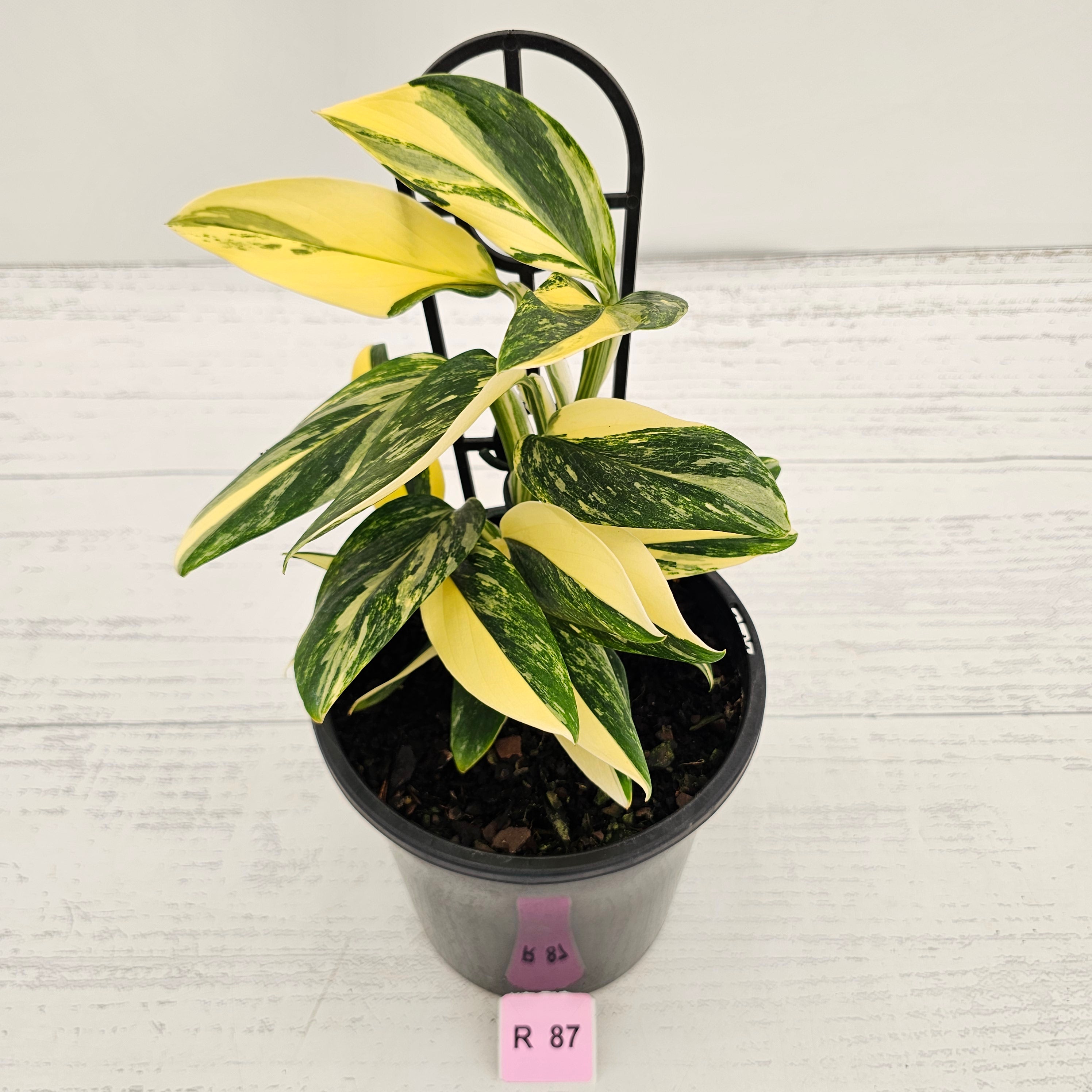 Monstera standleyana 'Cobra' - SALE