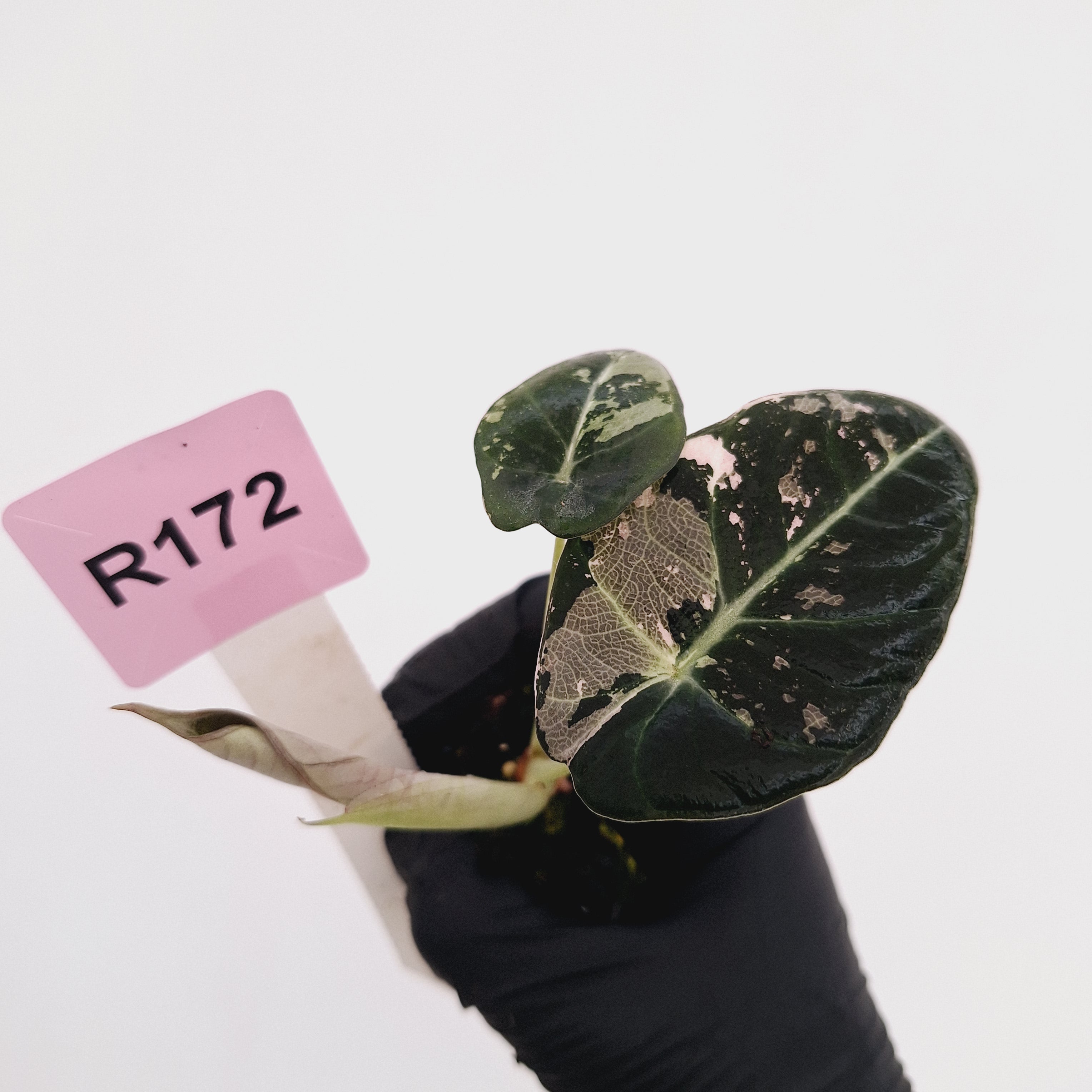 Alocasia reginula 'Black Velvet variegata' - Bare Bottom Baby