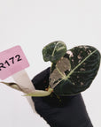 Alocasia reginula 'Black Velvet variegata' - Bare Bottom Baby