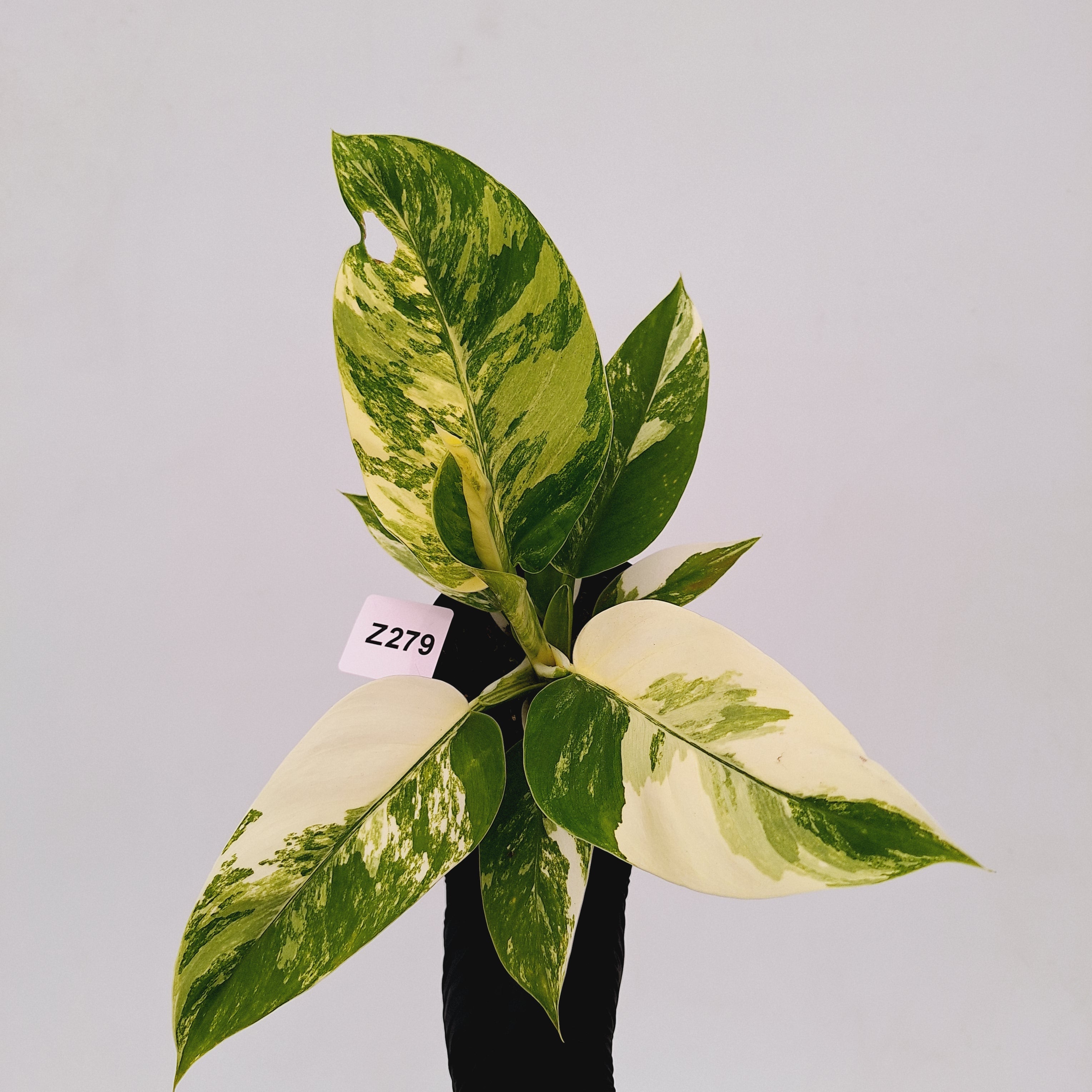 Philodendron imperial green variegata