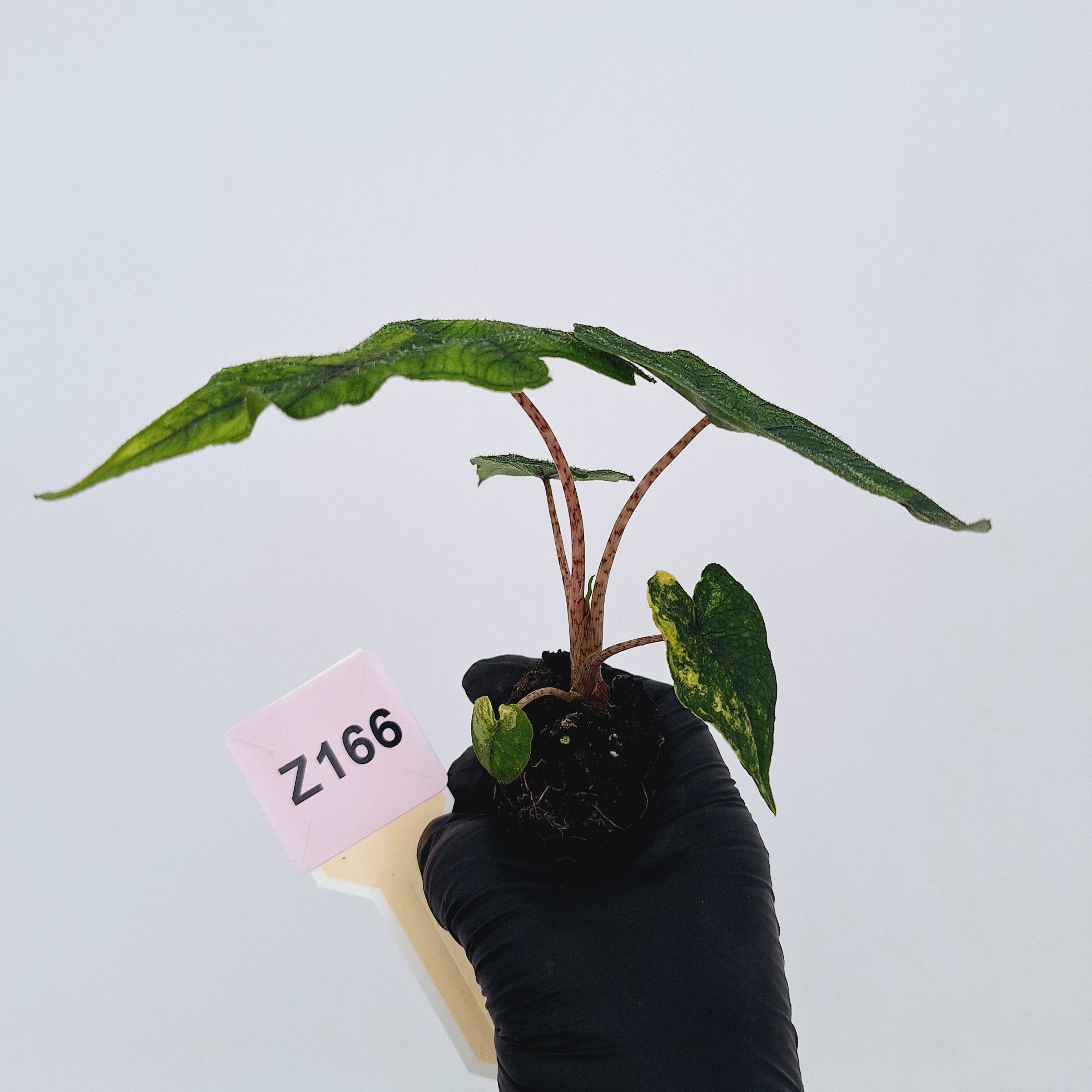 Alocasia tandurusa Jacklyn Variegata - Bare Bottom Baby