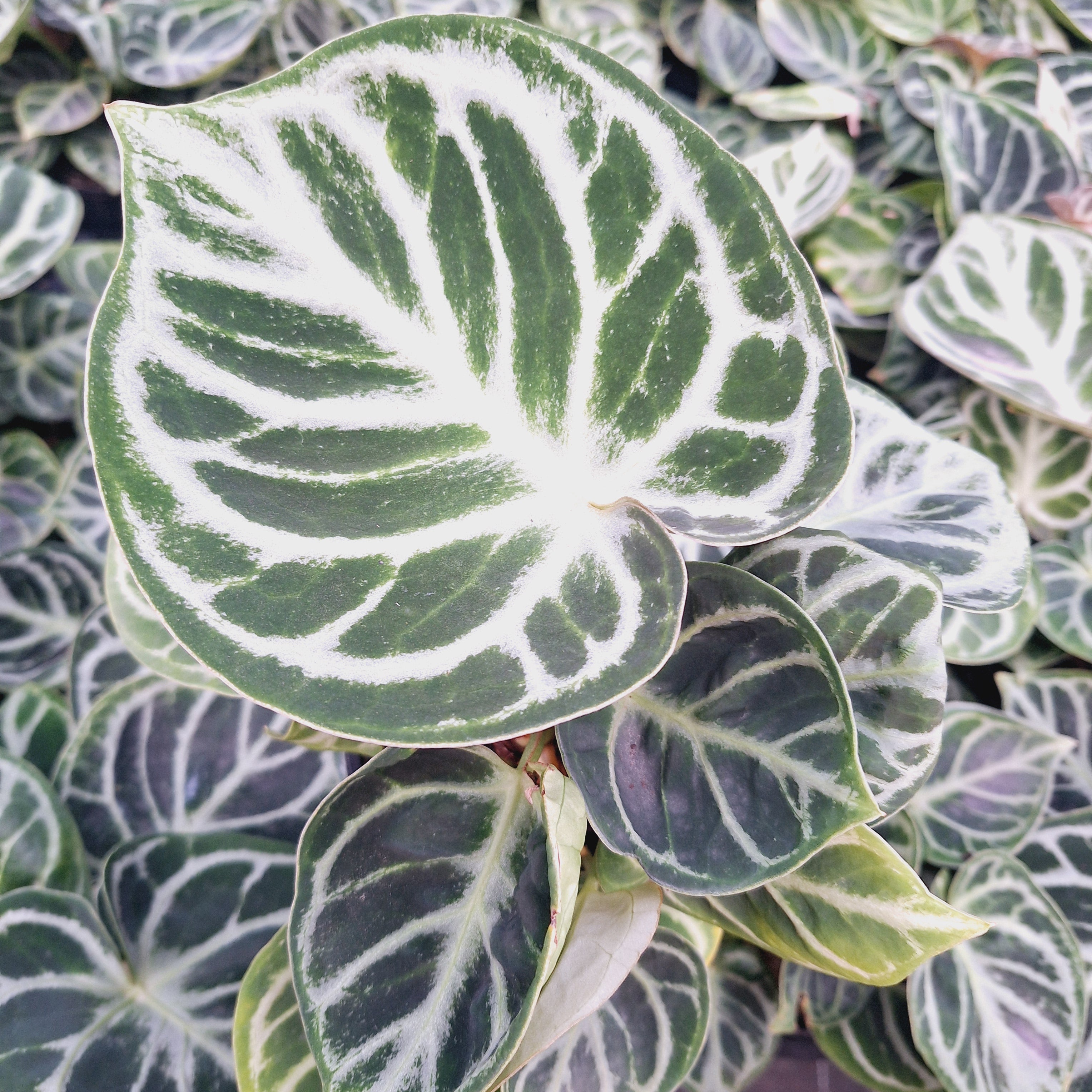 Anthurium 'Dorayaki'