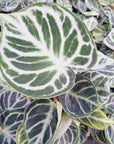 Anthurium 'Dorayaki'