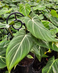 Philodendron gloriosum