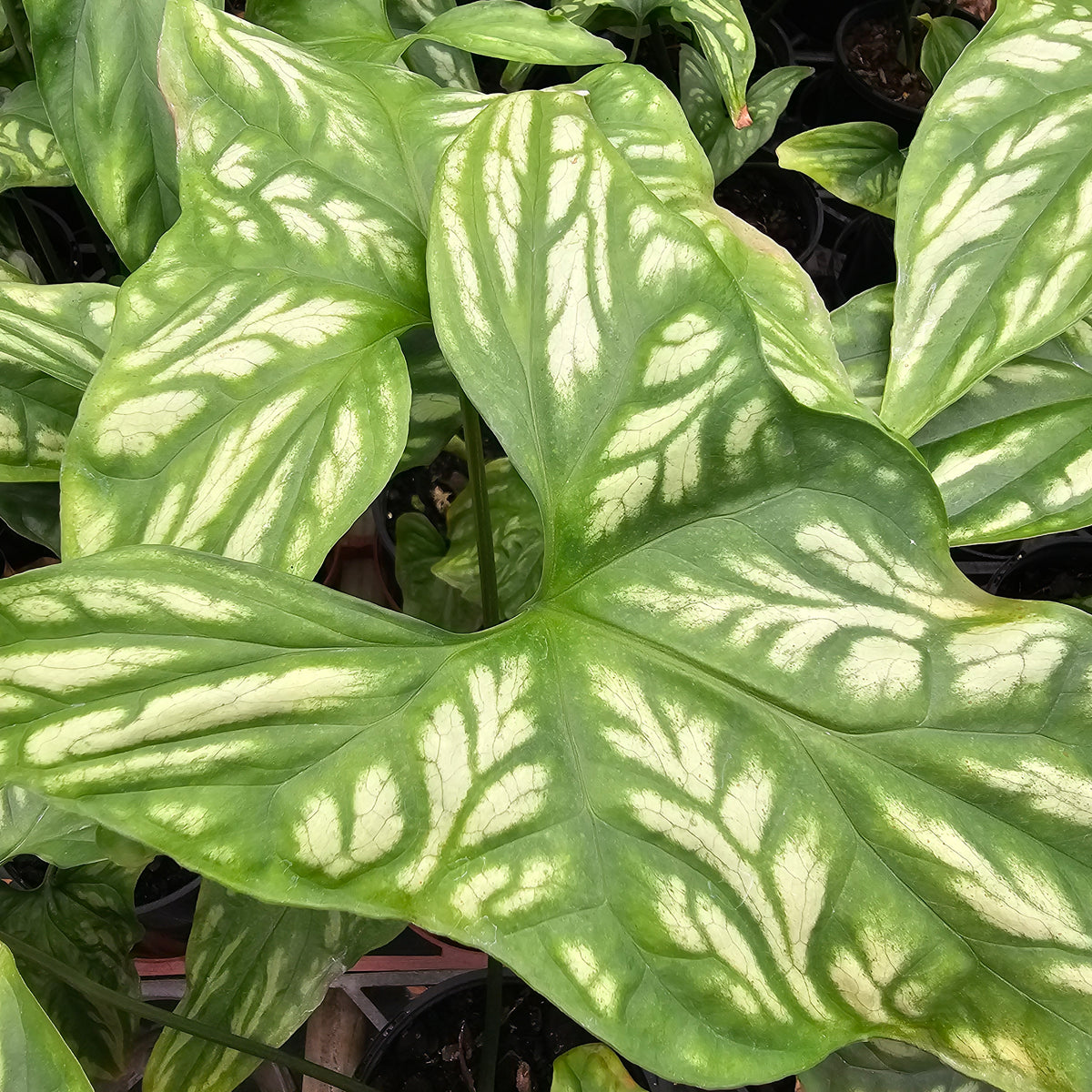 Cercestis mirabilis -  perfectly imperfect