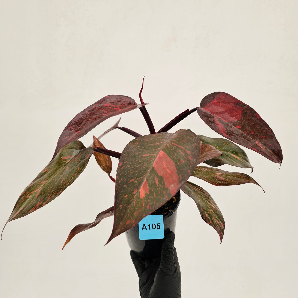 Philodendron 'Orange Princess'