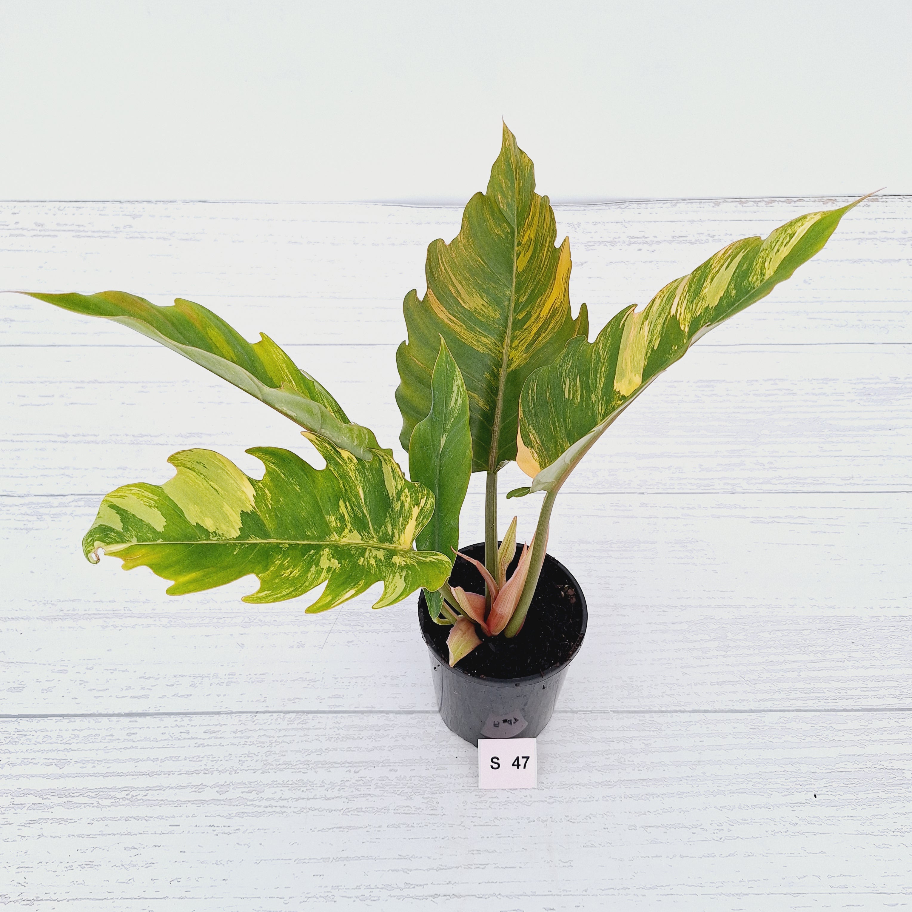 Philodendron serratum Caramel Marble