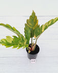 Philodendron serratum Caramel Marble