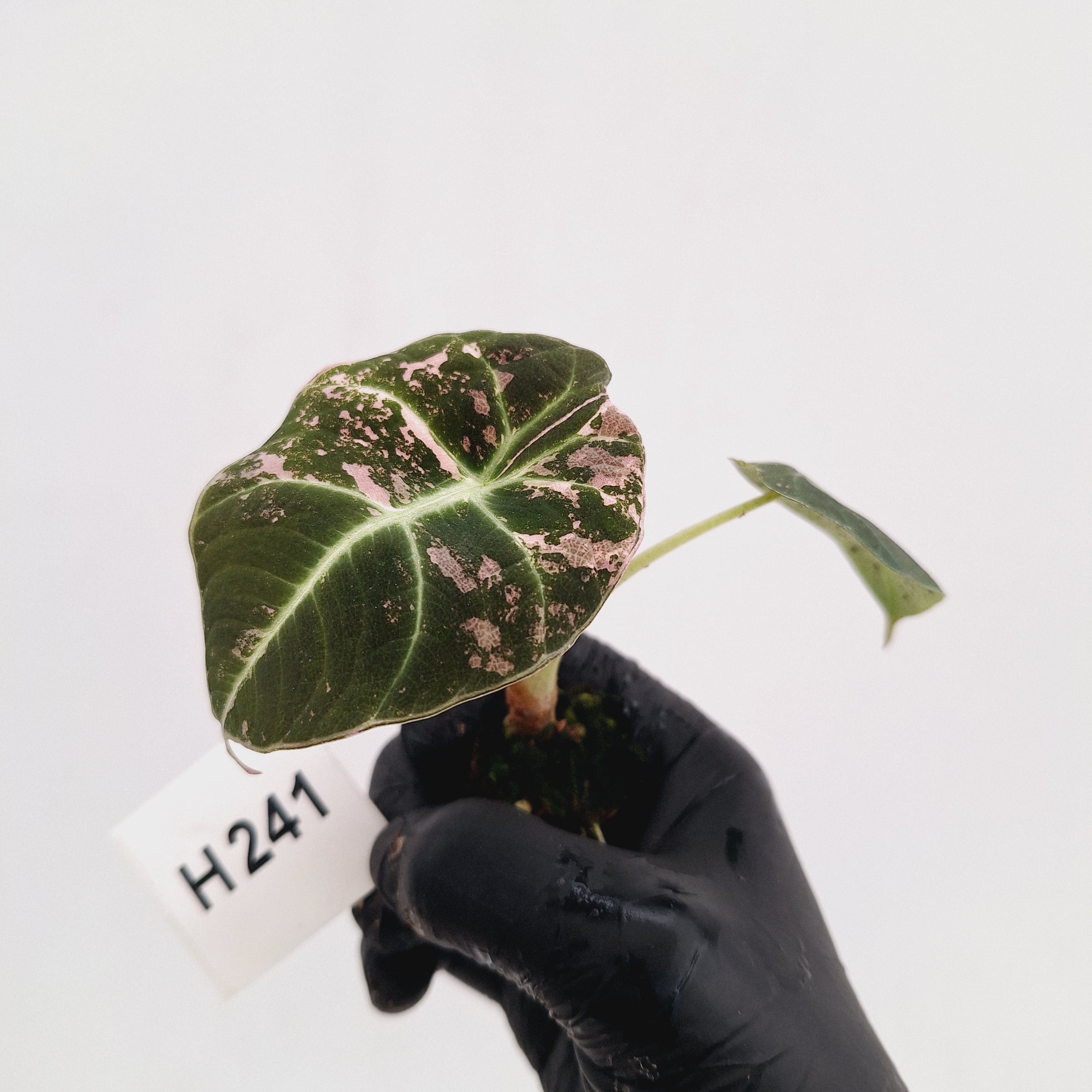 Alocasia reginula 'Black Velvet variegata'- Bare Bottom Baby