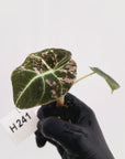 Alocasia reginula 'Black Velvet variegata'- Bare Bottom Baby