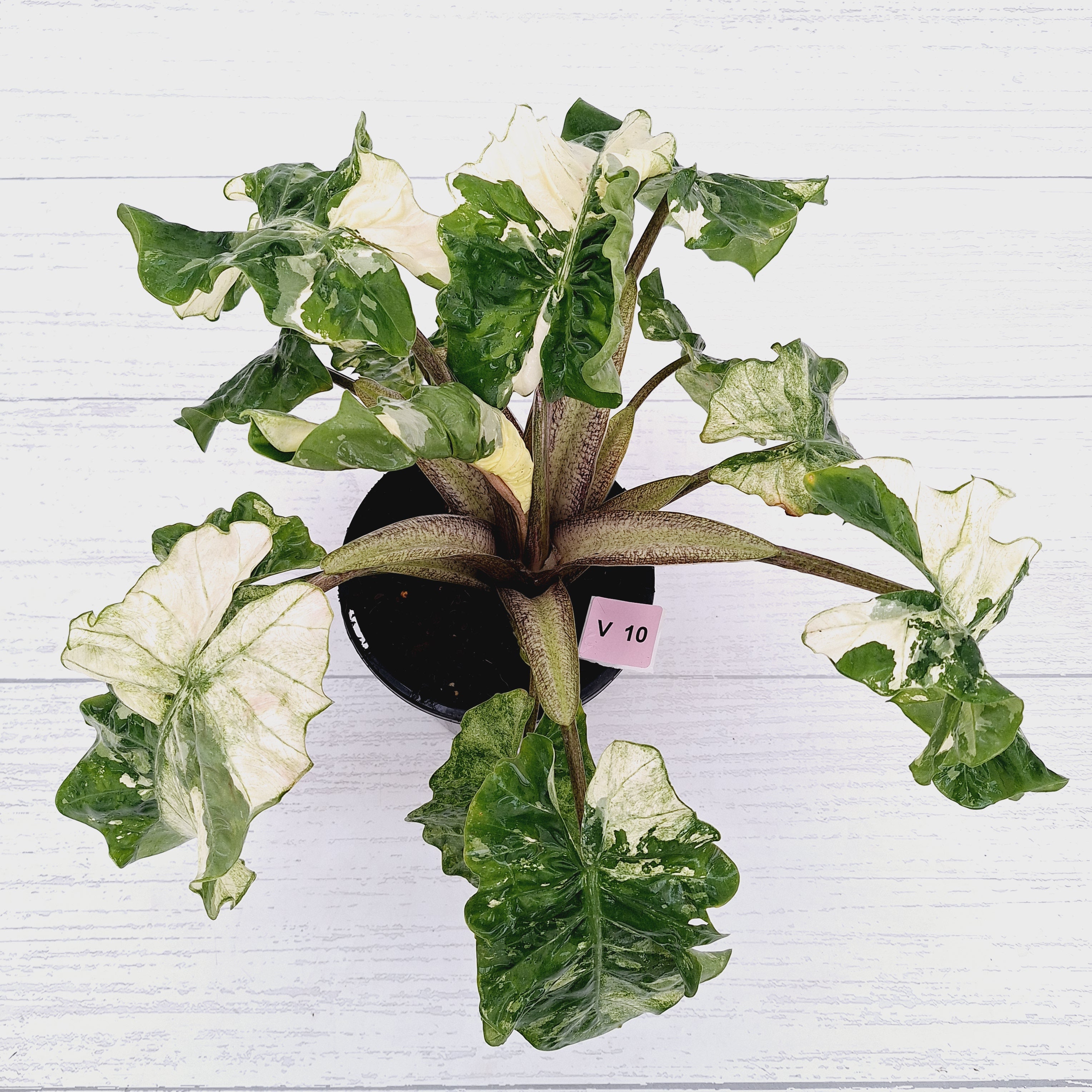 Alocasia odora x portei Low Rider Variegata - SALE