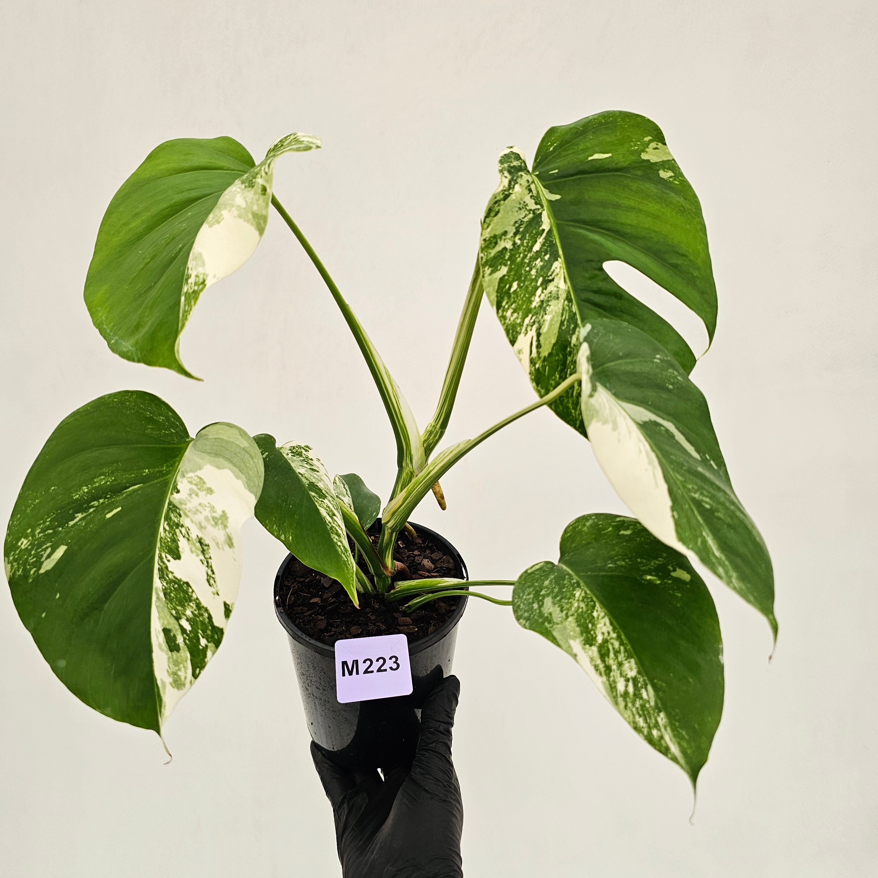 Monstera borsigiana 'Albo'