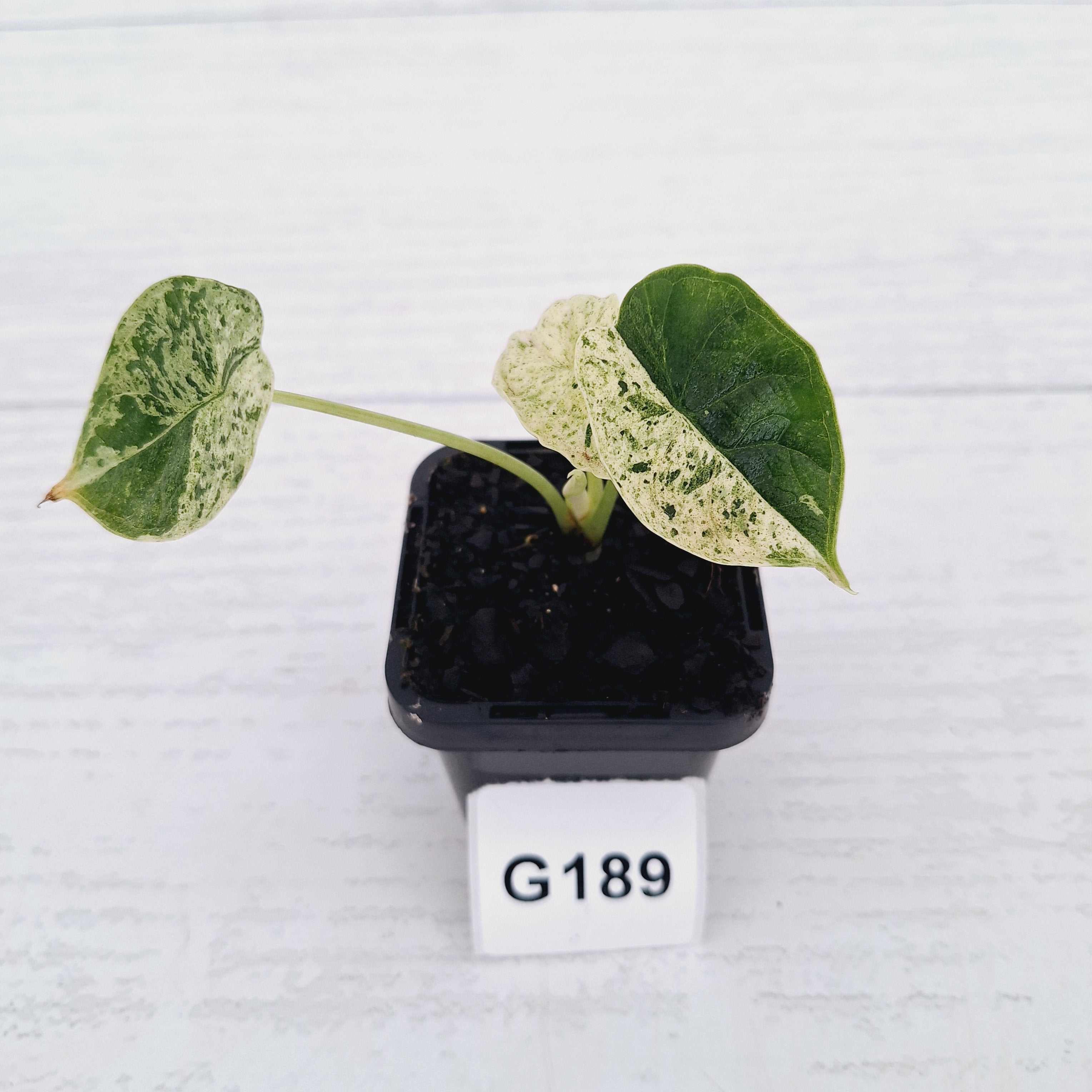 Alocasia baginda ‘Dragon Scale Mint'
