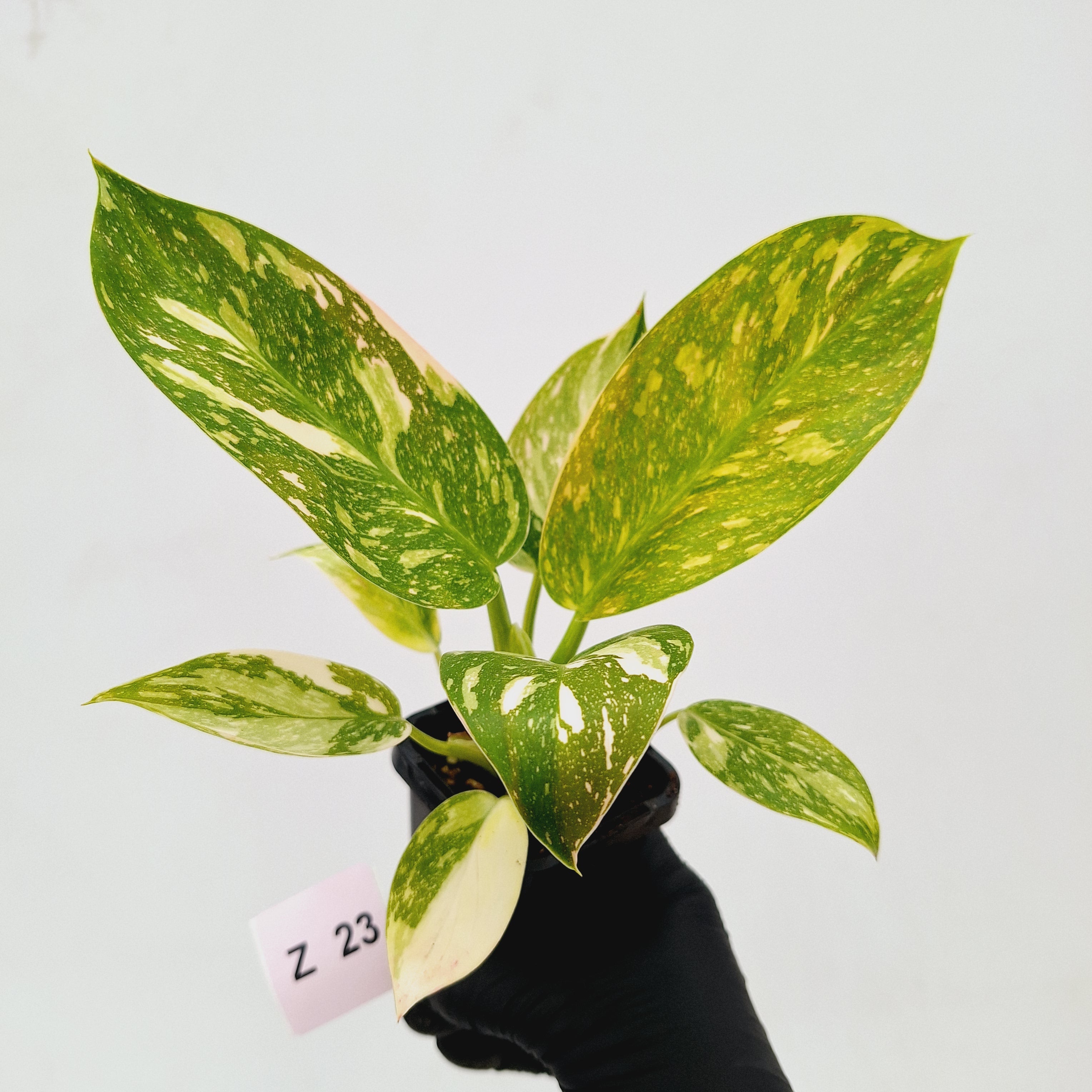 Philodendron Green Congo Variegata (Nuclear)