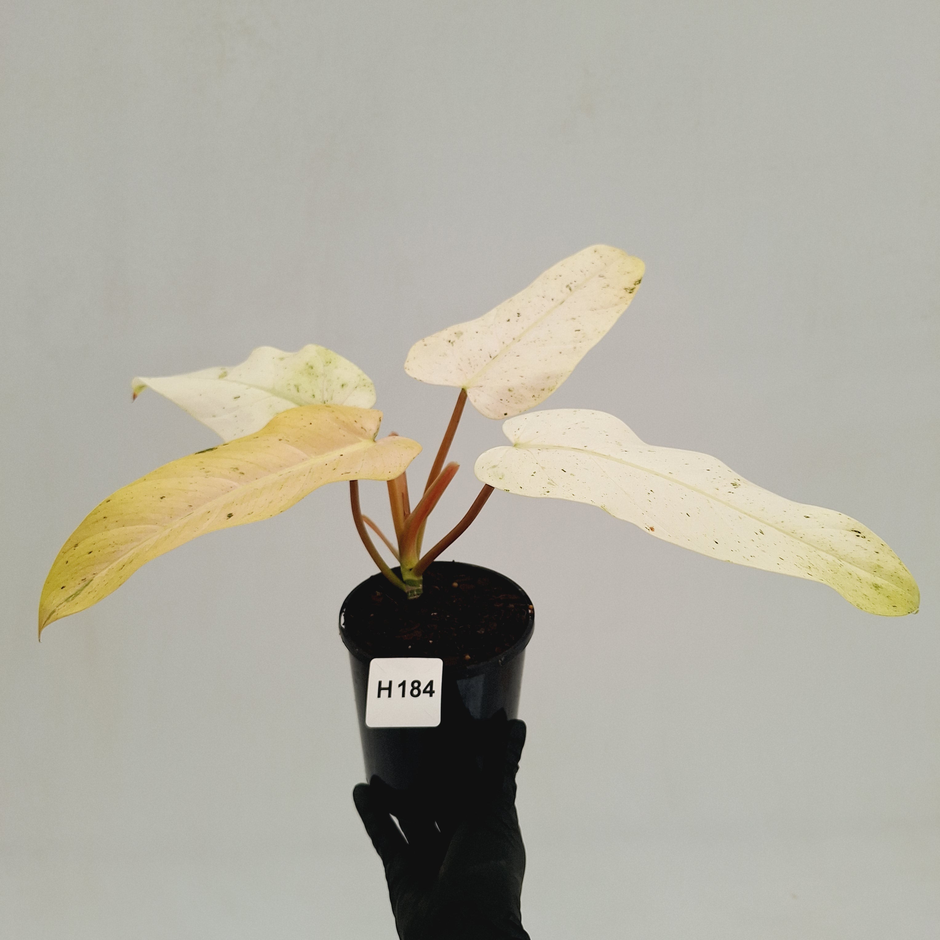 Philodendron 'Whipple Way' – Enliven Plants