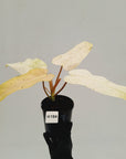Philodendron  'Whipple Way'