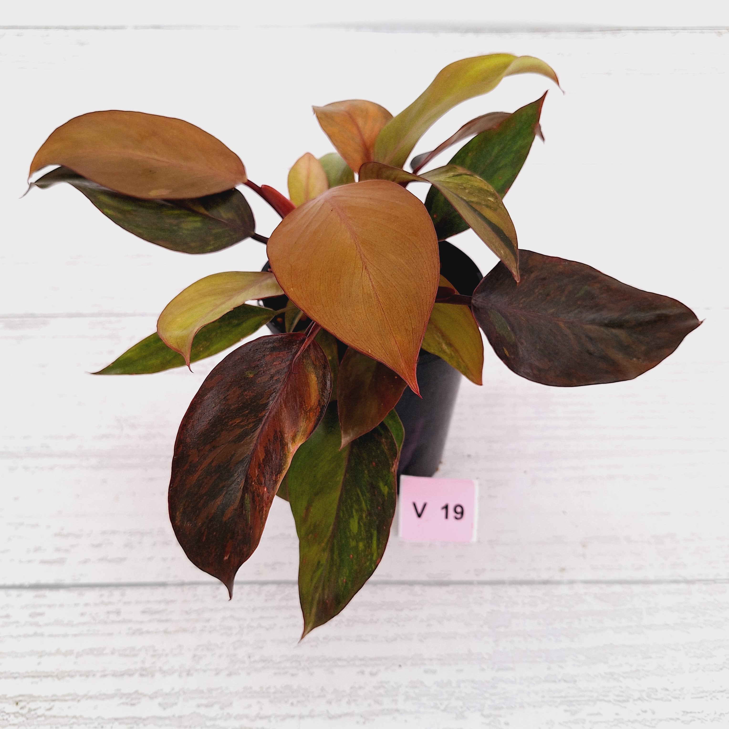 Philodendron 'Orange Princess' Sport