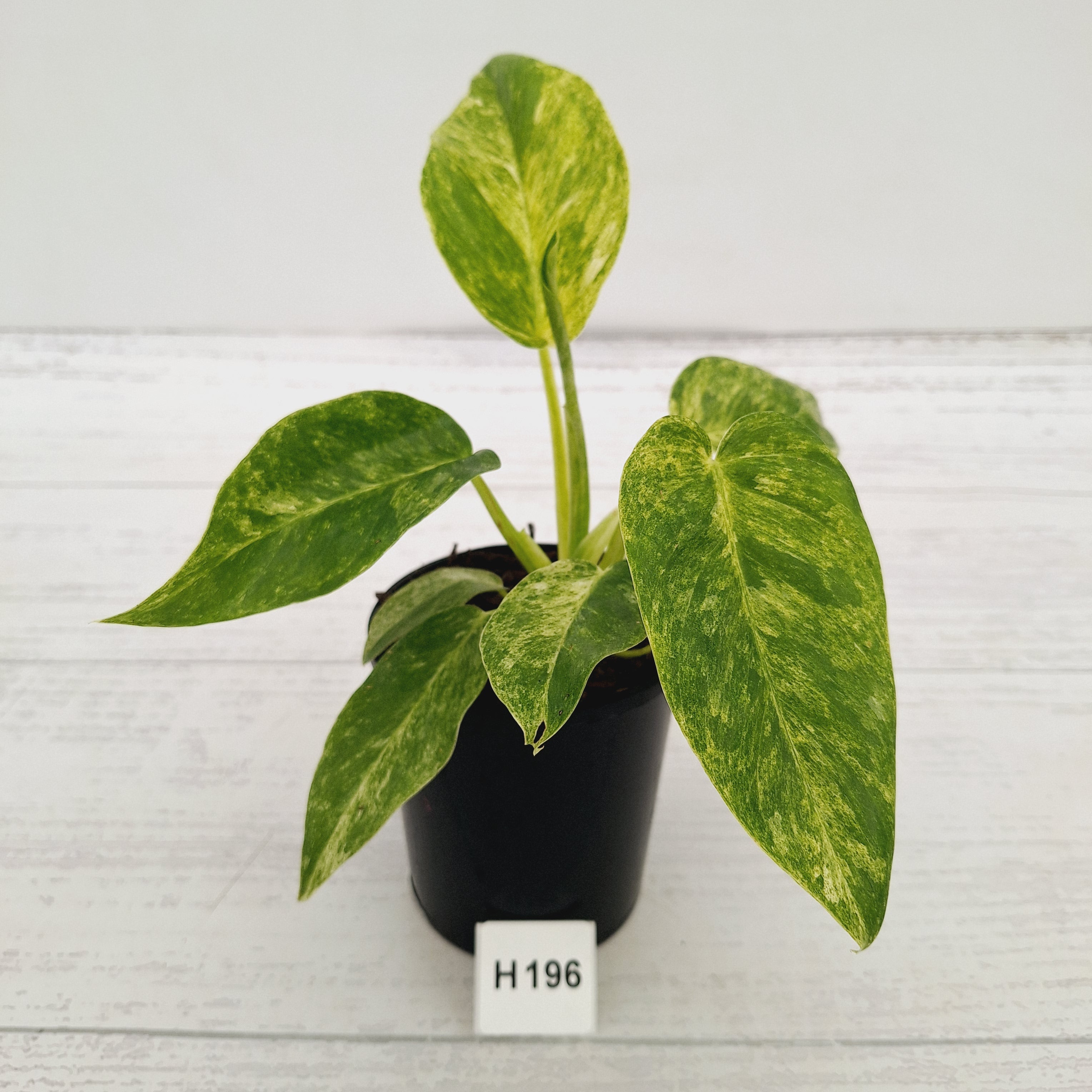 Philodendron giganteum Blizzard - SALE