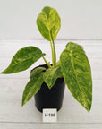 Philodendron giganteum Blizzard - SALE