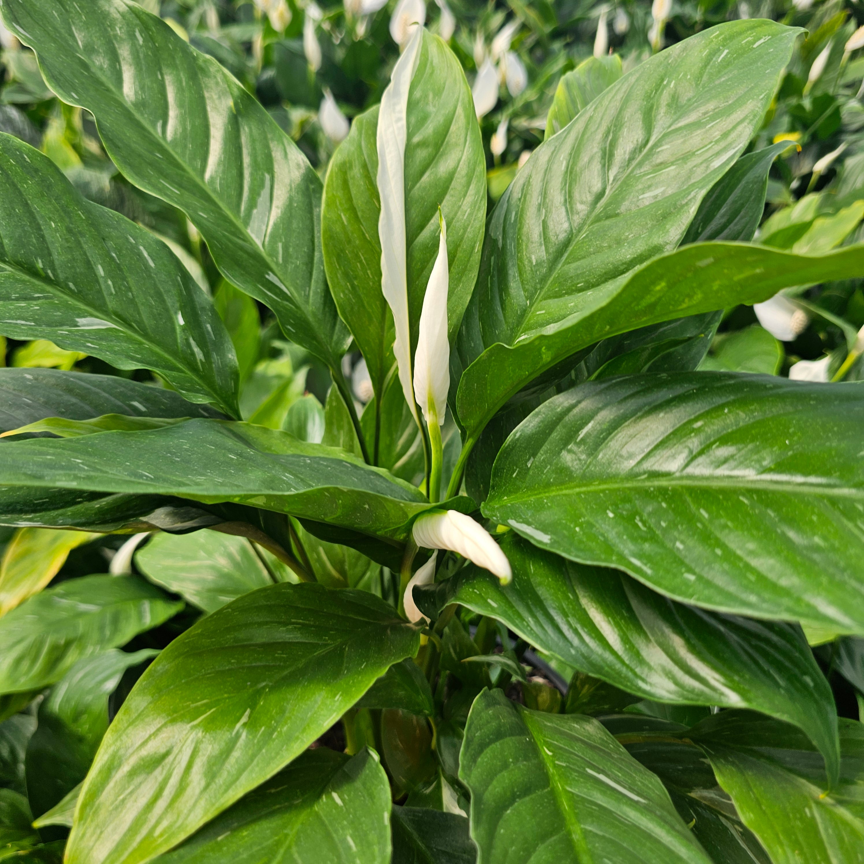 Spathiphyllum floribundum 'Jet Diamond'