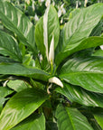 Spathiphyllum floribundum 'Jet Diamond'