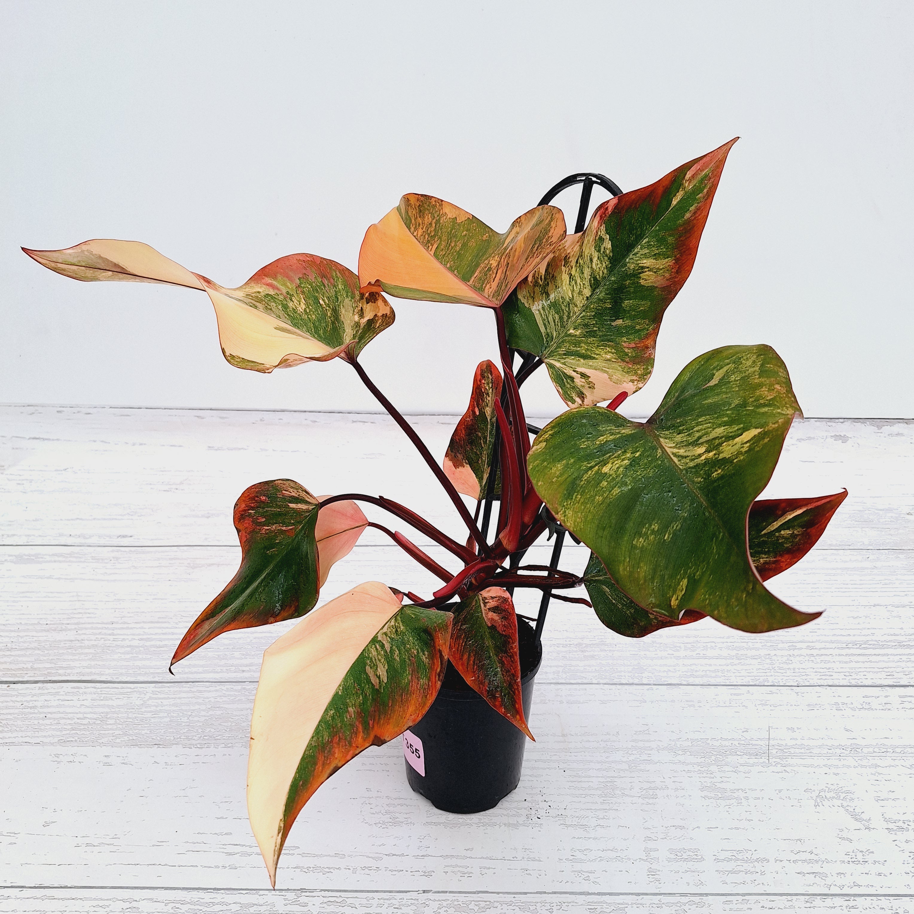 Philodendron erubescens Strawberry Shake