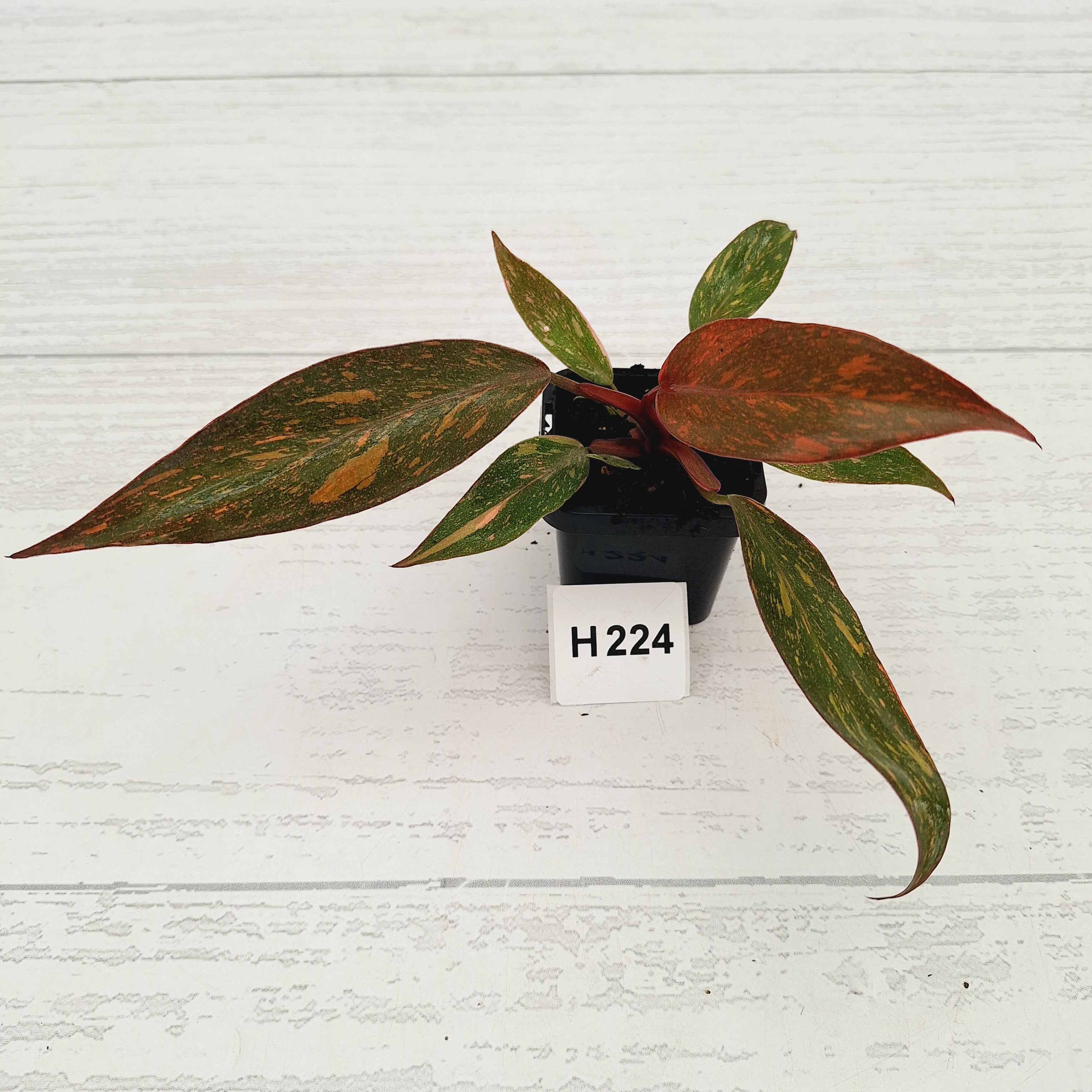 Philodendron 'Orange Princess'