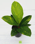 Anthurium jenmanii Variegata