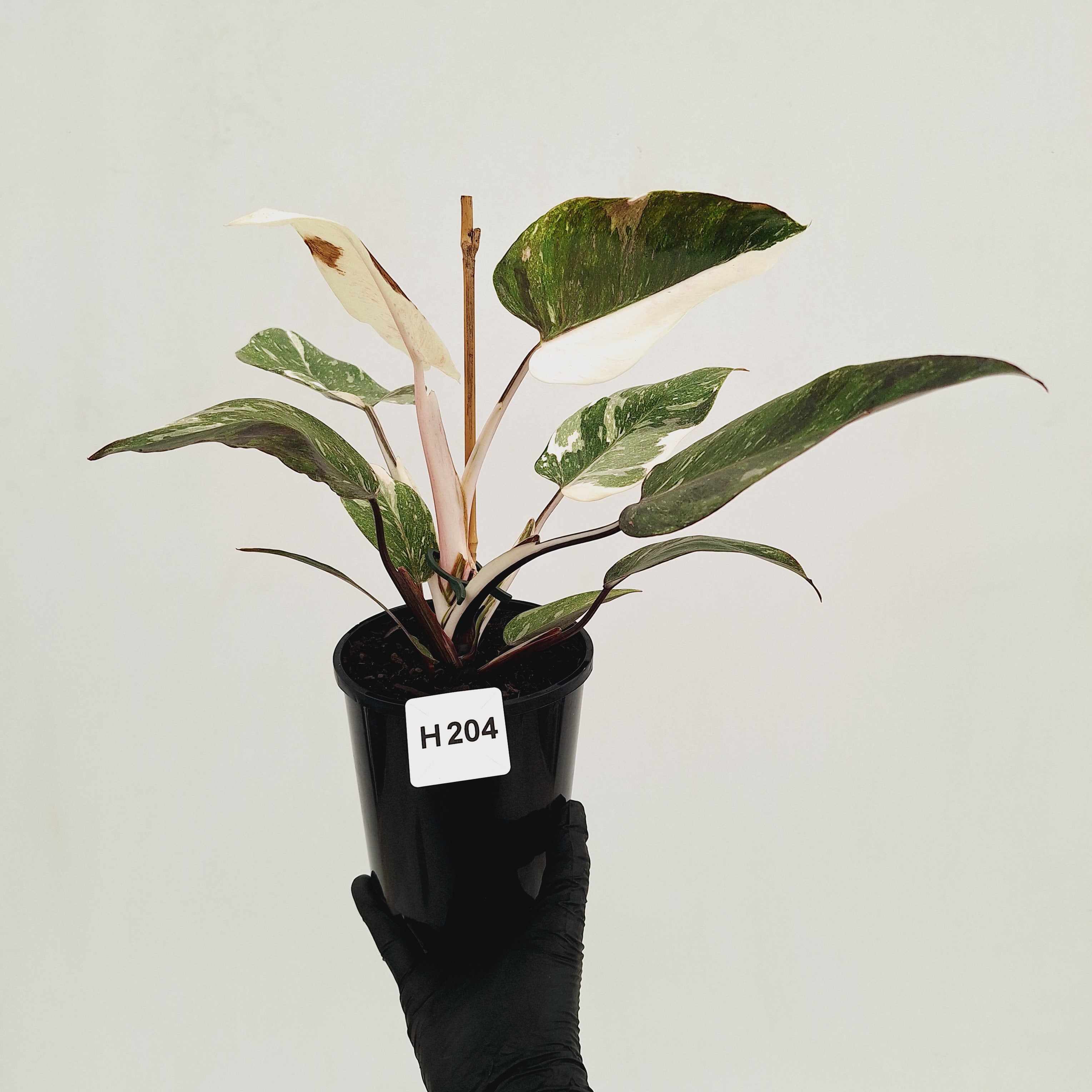 Philodendron 'Pink Princess Galaxy Marble' Sport