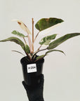 Philodendron 'Pink Princess Galaxy Marble' Sport