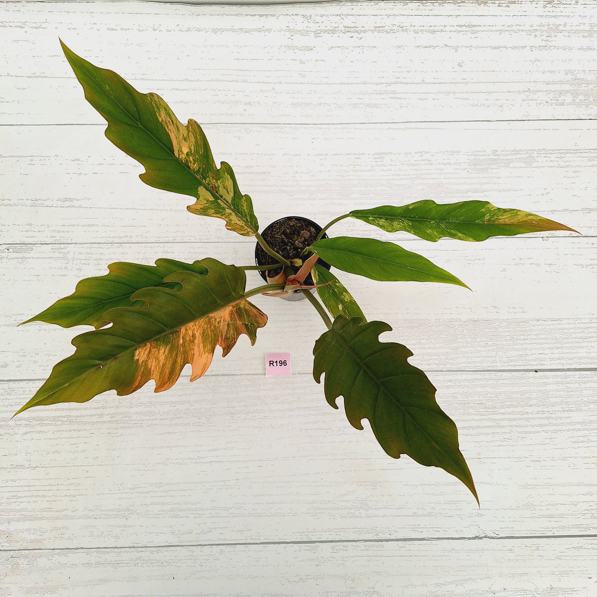 Philodendron serratum 'Caramel Marble'
