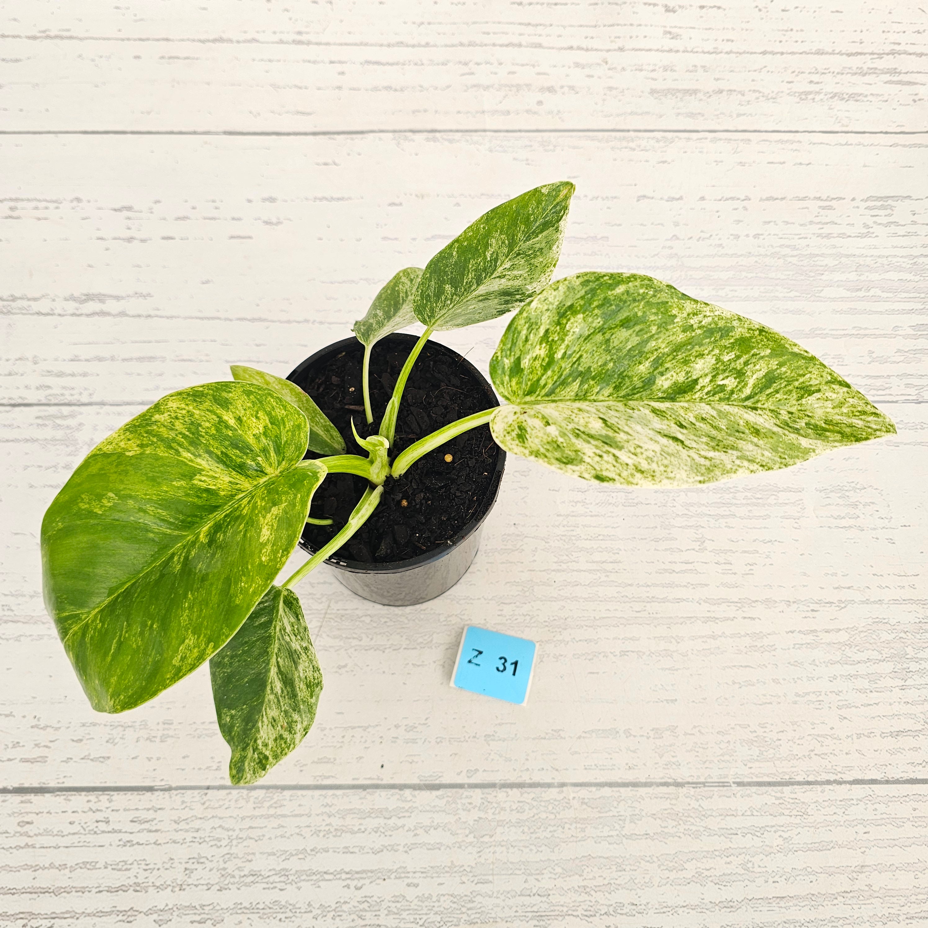 Philodendron giganteum Blizzard - SALE