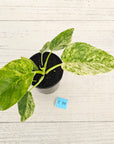 Philodendron giganteum Blizzard - SALE