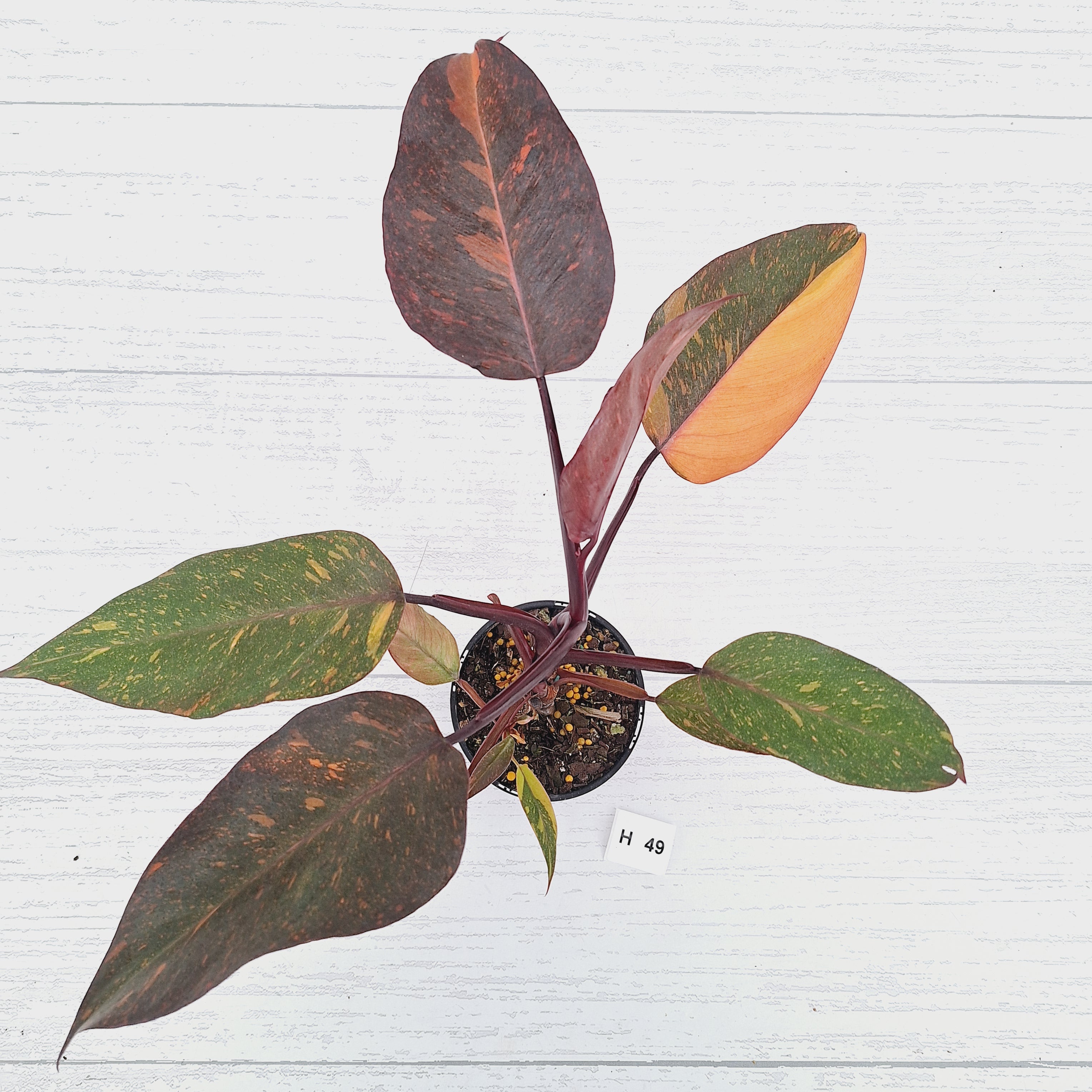 Philodendron 'Orange Princess' - FLASH SALE