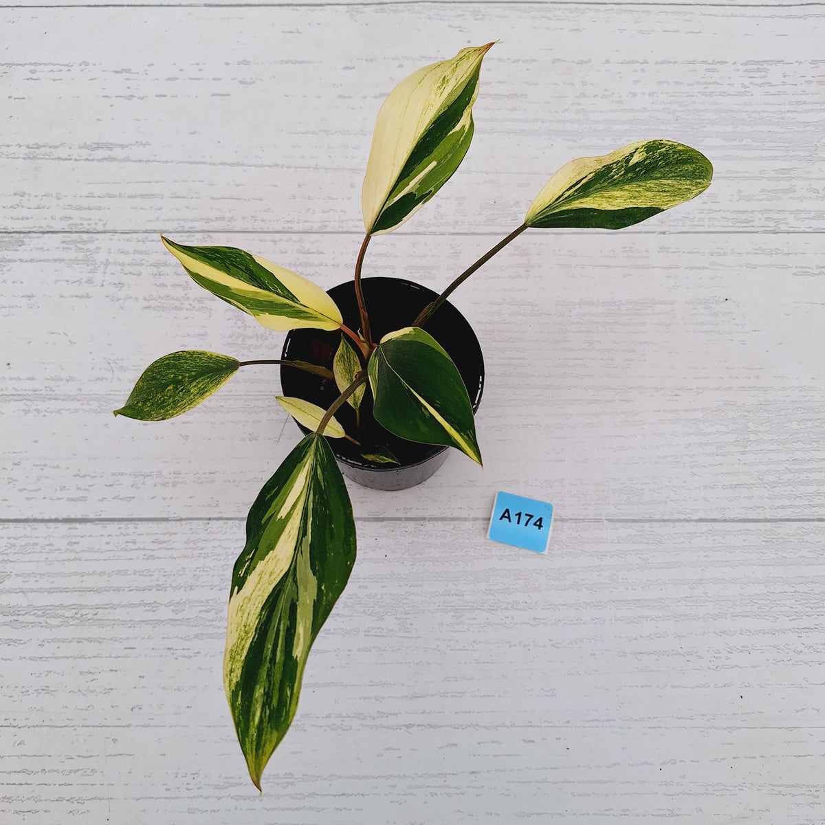 Homalomena 'Tropical Green' Variegata -sale
