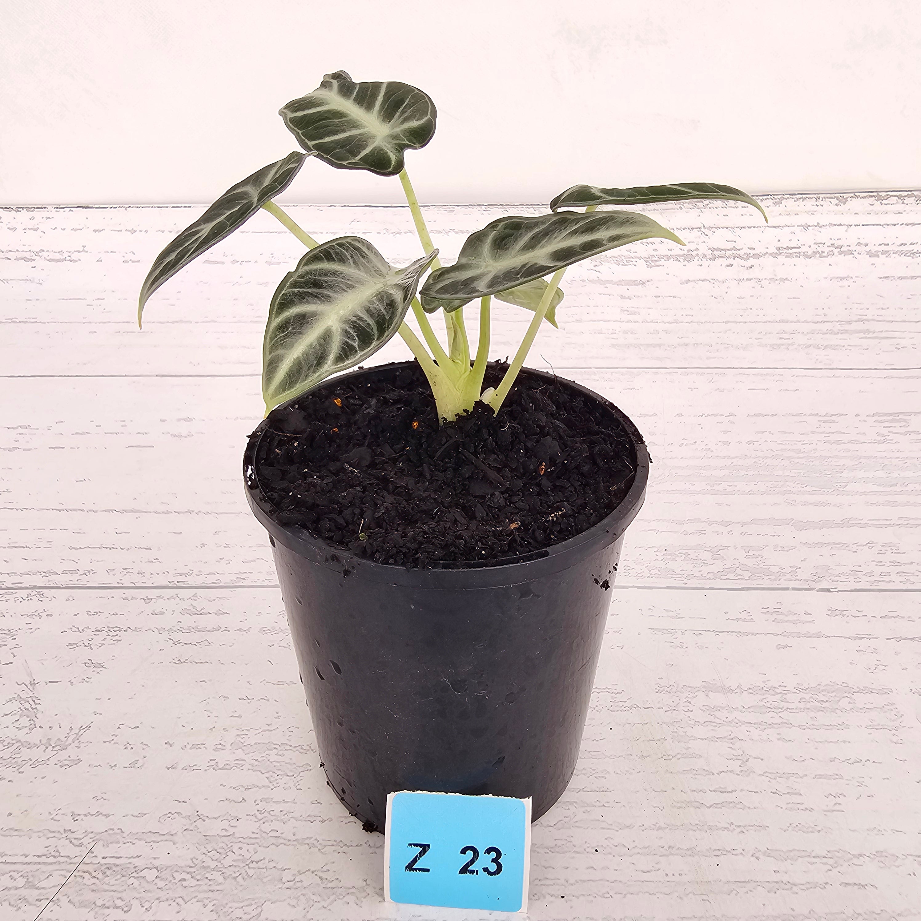 Alocasia  no ID