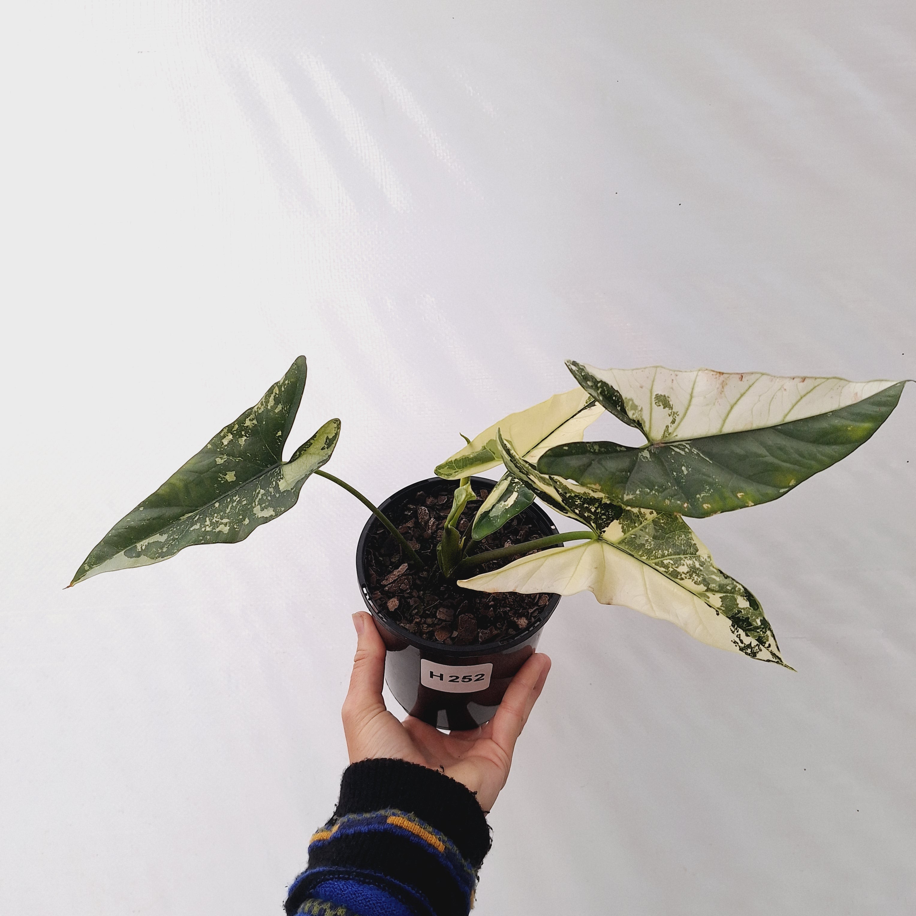 Alocasia ‘Simpo Albo’ Variegata - SALE