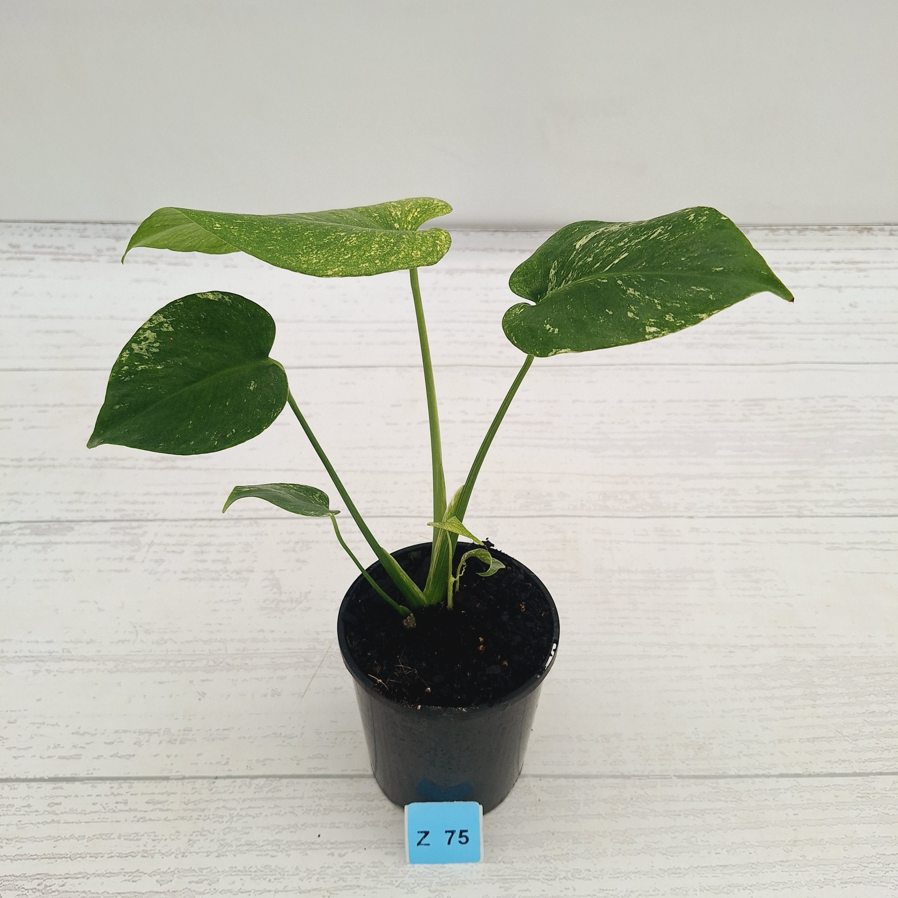 Monstera Deliciosa 'Mint'