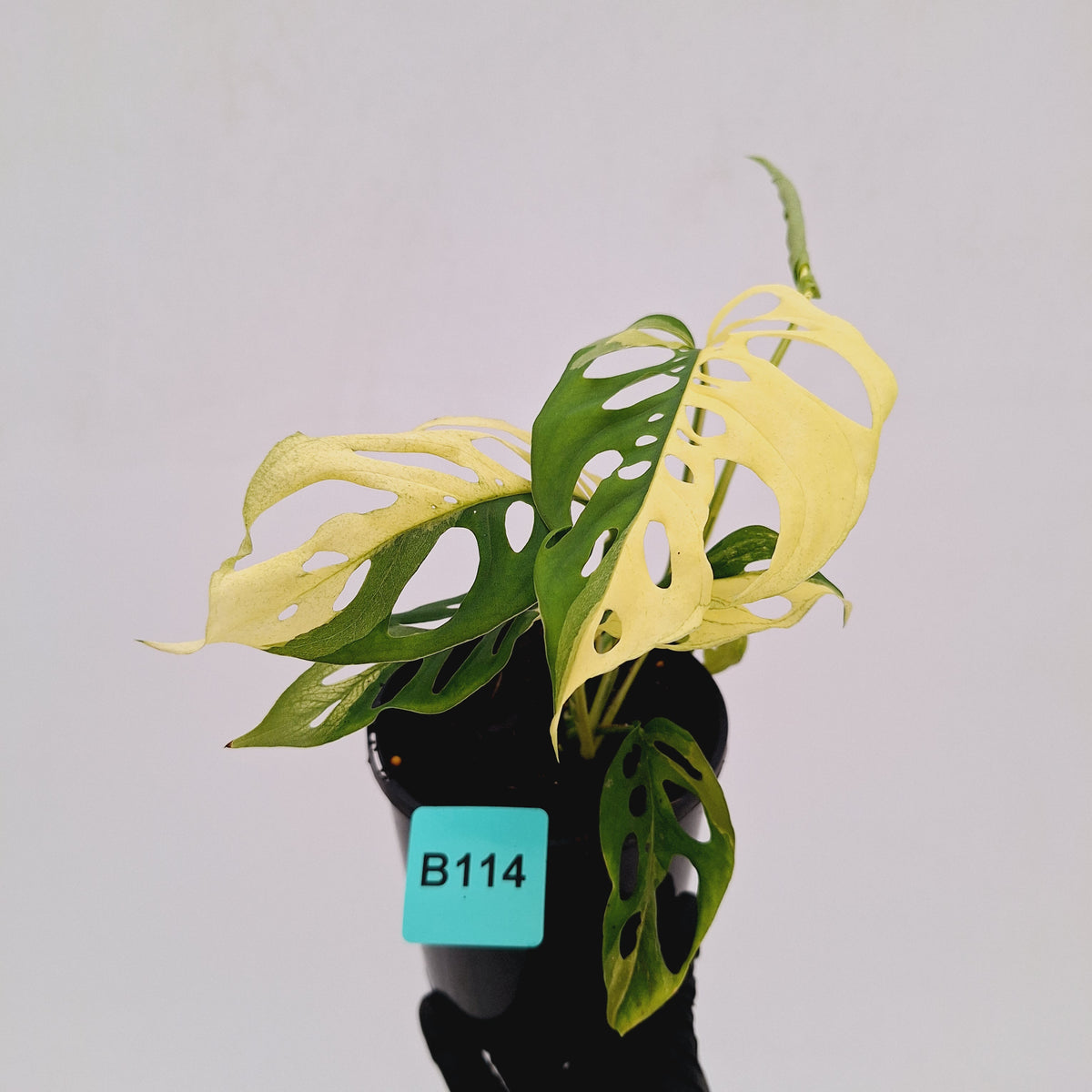 Monstera adansonii Variegata
