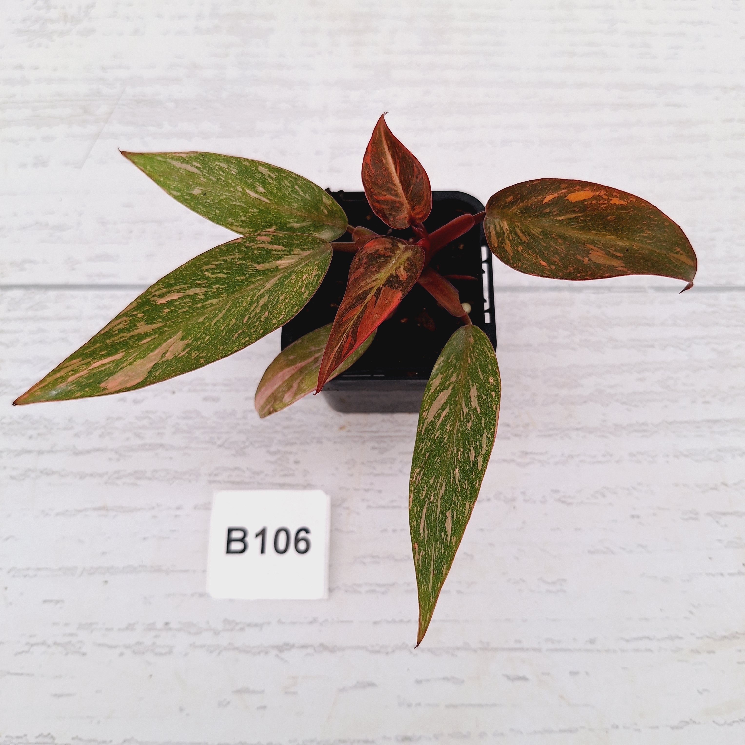 Philodendron 'Orange Princess'